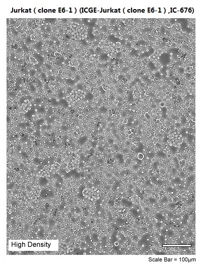 Jurkat£¨clone E6-1£©(ICGE-Jurkat£¨clone E6-1£©,IC-676)
