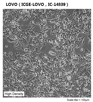 LOVO£¨ICGE-LOVO£¬IC-14839£©